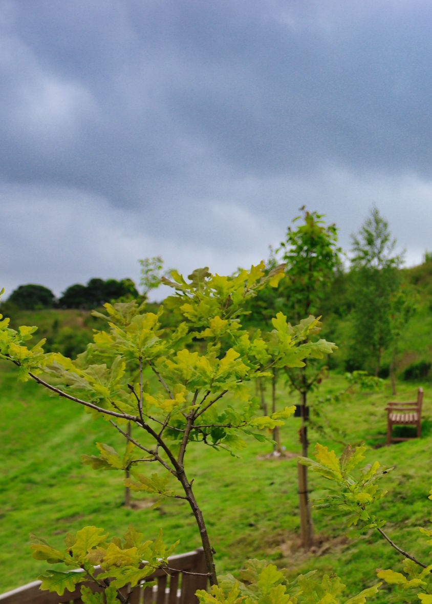 Memorial Tree Natural Burials in Alston, Cumbria